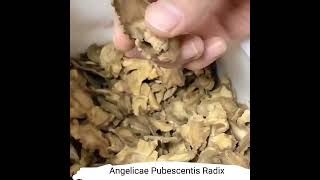 bulk high quality radix angelicae tuhuo natural dried Angelicae Pubescentis Radix herbalrcom [upl. by Ecyak]