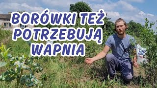 CZY BORÓWKA POTRZEBUJE WAPŃ Nawożenie borówek wapniem nie wapnem [upl. by Deborah]