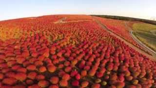 The aerial view of Kochia Carnival taken with a drone  ひたちなか海浜公園のコキア [upl. by Annahsit]