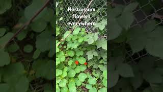 Nasturtium flowers everywhere ￼ [upl. by Nnylyam]