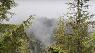 6K Temperate Northern Rainforest  Alaska  Nature Relaxing Sounds [upl. by Clougher877]