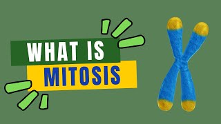 What Is Mitosis  Biology Animation  AK Educational World [upl. by Eislel914]