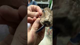 Removing SNAKE tooth short shorts snake boa animal wildlife nature reptiles [upl. by Assirehs]