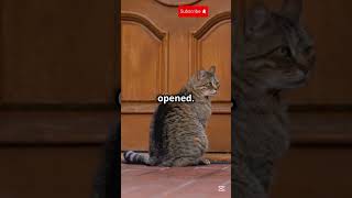 The Cat Who Found Her Home ytshort cat usa [upl. by Rahsab]