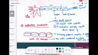 Myelin and saltatory conduction physiology neurology 17  First Aid USMLE Step 1 in UrduHindi [upl. by Maye422]