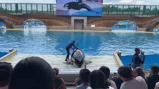 Orca Encounter SeaWorld Orlando 622024 [upl. by Enair]