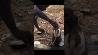 Exotic foods in West Africa ghana bushmeat grasscutting molitorlizard [upl. by Erbma]