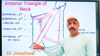 Anterior Triangle of Neck  Submental Triangle  By Dr Jineshwar Yaligouda MD Professor amp HOD [upl. by Iharas]