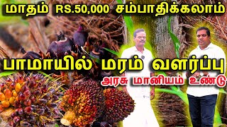 8 ஏக்கரில் பாமாயில் சாகுபடி  Palm oil tree in tamil  agriculture business ideas in tamil [upl. by Ennalyrehc]