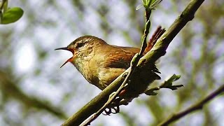 Wren Singing  Tiny Bird with a Giant Voice [upl. by Benia118]