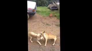 Pitbull vs pitbull Pelea real [upl. by Aynna66]