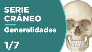 CRÁNEO 17 Generalidades de cráneo  Anatomía 💀 [upl. by Aiuqram815]