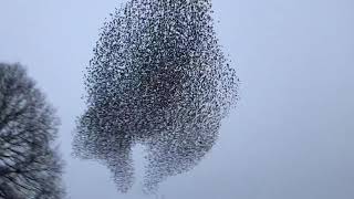 Kettering starling murmuration 3rd March [upl. by Campy426]