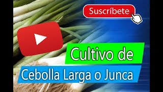 Cultivo de Cebolla larga o Junca  Sembrar en casa [upl. by Cheyney]