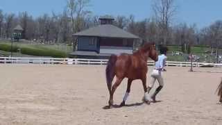 Rolex Kentucky Three Day Event Mustang Demonstration [upl. by Haimarej]