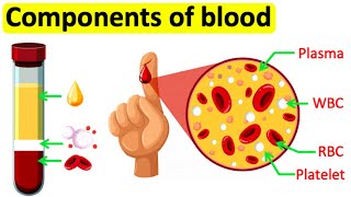 Components of blood  RBC WBC Plasma amp Platelets  Easy science lesson [upl. by Ecyoj976]