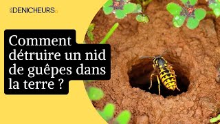 🐝 Comment détruire un nid de guêpes dans la terre soimême [upl. by Asiuol73]