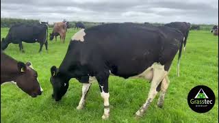 Autumn Calving Crossbred Cows Closed Herd  UK [upl. by Kathe]