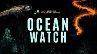 Ocean Watch  A Tale of Deep Sea Exploration [upl. by Zirtaeb982]