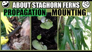 HOW TO PROPAGATE amp MOUNT  STAGHORN FERN RABBITS FOOT FERN BROMELIADS  Propagate With Me [upl. by Sibylle]