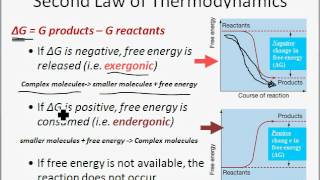 Energy Enzymes and Metabolism [upl. by Sonnie]