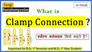 Clamp connection  Cell division in Basidiomycetes  BSc 1st year fungi [upl. by Avin392]