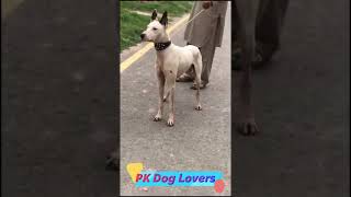 pak desi Gultair kutta  bully kutta puppies  pakistani bully bullydogs BullyDogBreed gultairdog [upl. by Juetta]