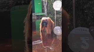 Giant Orangutan Walks Through Puddles orangutan monkey shorts [upl. by Maidie502]