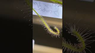 My drosera capensis alba curling around some prey [upl. by Eniamraj]