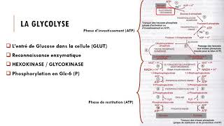 Cours Métabolisme glucidique  La Glycolyse [upl. by Ialohcin]