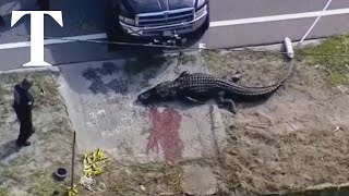 Womans body found in jaws of 13ft alligator in Florida [upl. by Eilzel]