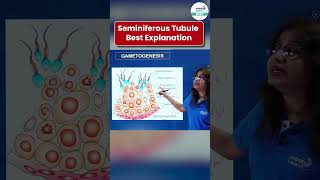 Seminiferous Tubule Best Explanation  NEET Zoology  Shorts  InfinityLearnNEET [upl. by Ranite]