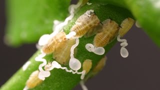 Check your citrus trees for Asian citrus psyllid [upl. by Milton]