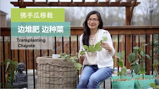 【佛手瓜】108•种植边堆肥边种菜，改良版的种植塔，移栽佛手瓜 [upl. by Nnitsuj]