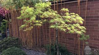 Acer Palmatum Viridis including fall colour japanese garden [upl. by Aivekahs]