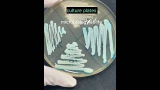 bacterial culture plates  pure culture of bacteria microbiology  microbiologylab shorts short [upl. by Adnolat]