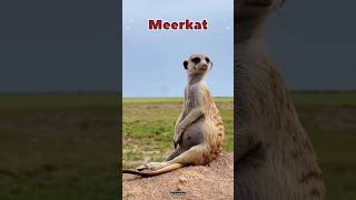 Meerkat interesting facts in hindi  wildlife africa shorts meerkat [upl. by Ameekahs889]