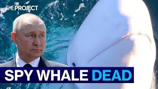 Alleged Russian Spy Whale Found Dead [upl. by Llertram]