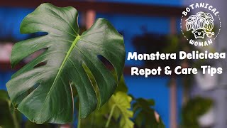 Monstera Deliciosa Tips for Yellowing Drooping Curling  Repot with me [upl. by Nehtanhoj]