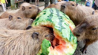 【超巨大】カピバラ、史上最大97キロのジャンボスイカタイム Capybara eat huge 97kg watermelon 【ASMR】 [upl. by Gord315]