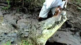 Giant Crocodiles of the Tarcoles River Costa Rica [upl. by Morena]