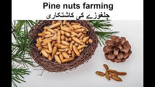 Pine nuts farming I چلغوزے کی کاشتکاری پیداوار، کٹائی اور مارکیٹ کا پوٹینشل [upl. by Eineg108]