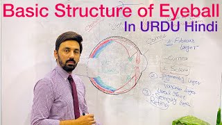 Basic Structure of eyeball  Anatomy  Physiology in URDUHINDI [upl. by Nalad564]