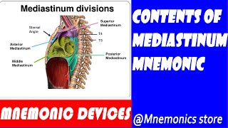 The contents of mediastinums and their mnemonics [upl. by Athena]