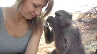 Being groomed by Shauna the baboon [upl. by Gervais]