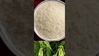 Dapog Mayumi super rice [upl. by Anyak591]