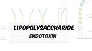 Lipopolysaccharide LPS Endotoxin  gramnegative bacteria in Hindiurdu [upl. by Ahsiled]