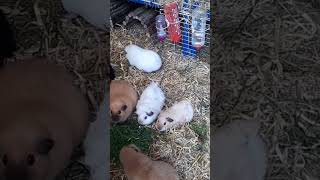 Grass time guineapig herds sow [upl. by Alomeda]