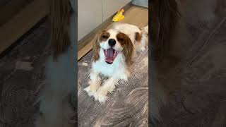 Cavalier King Charles spaniel whineyawning [upl. by Naltiac]