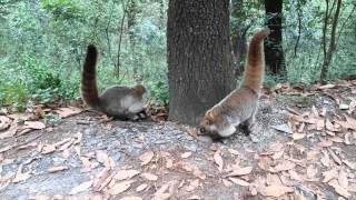 MANADA DE COATIS EN CHIPINQUE [upl. by Sterne]